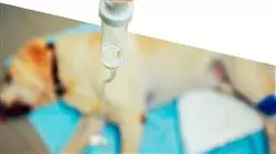 ##IMAGE##
