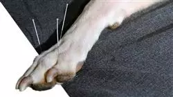 ##IMAGE##
