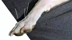 ##IMAGE##
