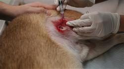 especializacion farmacologia veterinaria