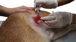 cursos farmacologia veterinaria terapias naturales 