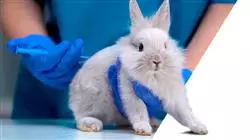 cursos farmacologia veterinaria terapias naturales
