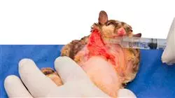 ##IMAGE##