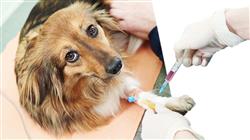 especializacion online farmacologia veterinaria terapias naturales 