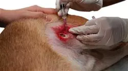 especializacion online farmacologia veterinaria terapias naturales