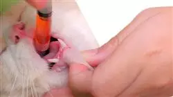 ##IMAGE##