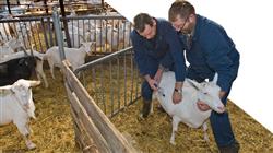 cursos farmacologia veterinaria oncologica reproduccion