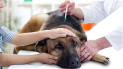 experto farmacologia veterinaria oncologica reproduccion 