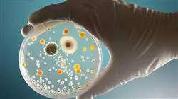 cursos infecciones viricas bacterianas micoticas farmaceuticos