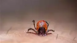 ##IMAGE##