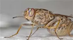 ##IMAGE##