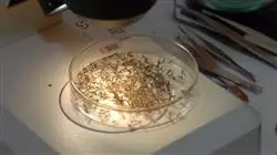 estudiar zoonosis parasitosis farmaceuticos