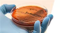 diplomado online resistencia antimicrobianos salud animal farmacia