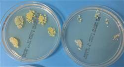 posgrado microbiótica de la piel para farmacia