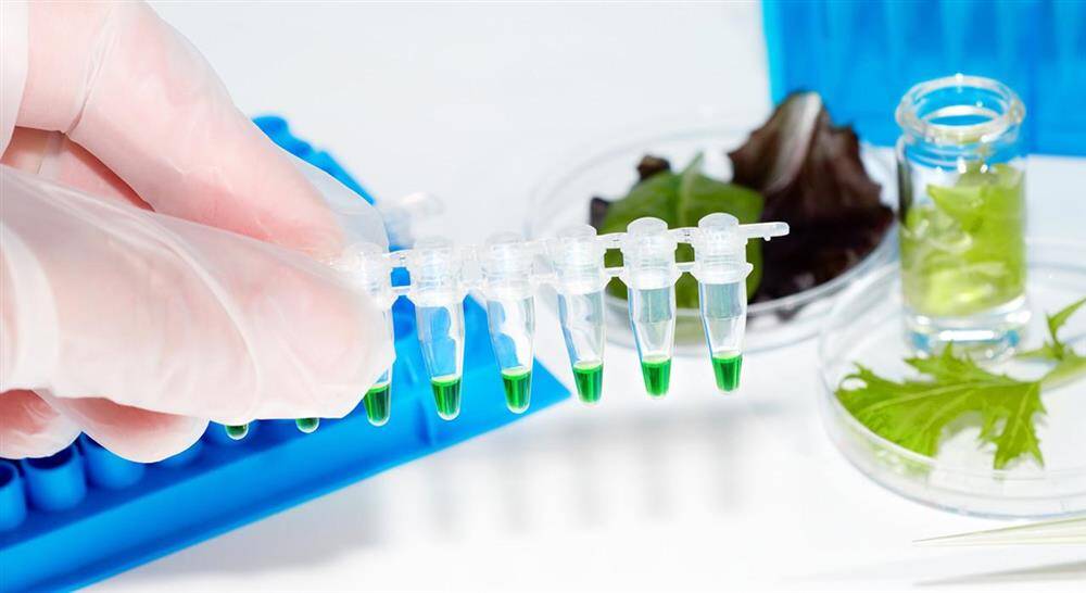 maestria online nutrición clínica para enfermería