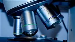 diplomado online investigacion cualitativa