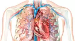 diplomado online fitoterapia de las afecciones cardiovasculares y respiratorias