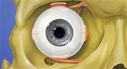 curso online anatomia fisiologia ocular Tech Universidad