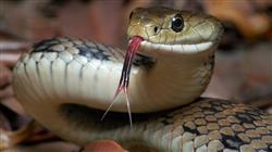 formacion urgencias toxicologicas relacionadas plantas setas animales enfermeria
