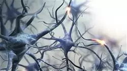 diplomado online bases neuroanatomia funcional