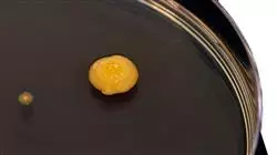 ##IMAGE##
