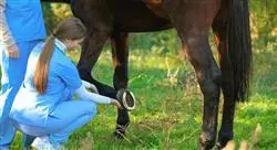especializacion patologías locomotoras del caballo deportivo diagnóstico tratamiento y rehabilitación para fisioterapeutas