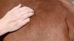 ##IMAGE##
