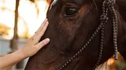 ##IMAGE##