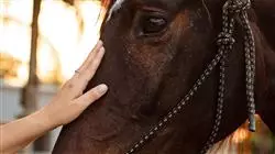##IMAGE##