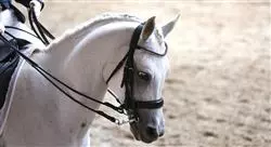 cursos anatomía funcional biomecánica y entrenamiento en el caballo para fisioterapeutas