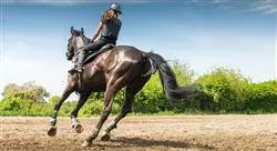 experto anatomía funcional biomecánica y entrenamiento en el caballo para fisioterapeutas
