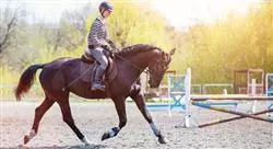 especialización anatomía funcional biomecánica y entrenamiento en el caballo para fisioterapeutas