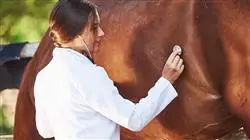 ##IMAGE##