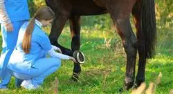 curso online lesiones deportivas y manejo en el caballo para fisioterapeutas