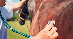 diplomado lesiones deportivas y manejo en el caballo para fisioterapeutas