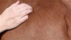 ##IMAGE##