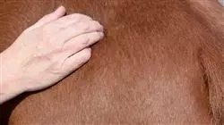 ##IMAGE##