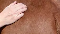 ##IMAGE##