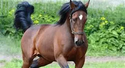 curso online agentes electrofísicos de rehabilitación en el caballo para fisioterapeutas
