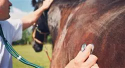 diplomado agentes electrofísicos de rehabilitación en el caballo para fisioterapeutas