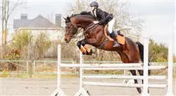 curso ejercicio terapéutico en el caballo para fisioterapeutas