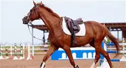 curso online ejercicio terapéutico en el caballo para fisioterapeutas