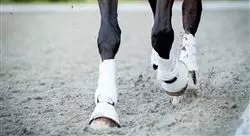diplomado ejercicio terapéutico en el caballo para fisioterapeutas