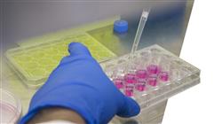 experto sistema sanitario medicina clinica investigacion