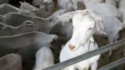 ##IMAGE##