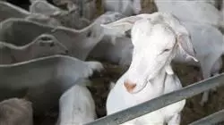 ##IMAGE##