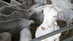 ##IMAGE##