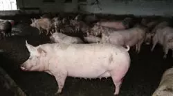 ##IMAGE##