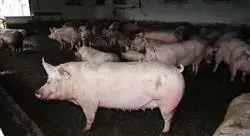 curso nutrición y alimentación de cerdos para nutricionistas