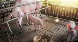diplomado nutrición y alimentación de cerdos para nutricionistas